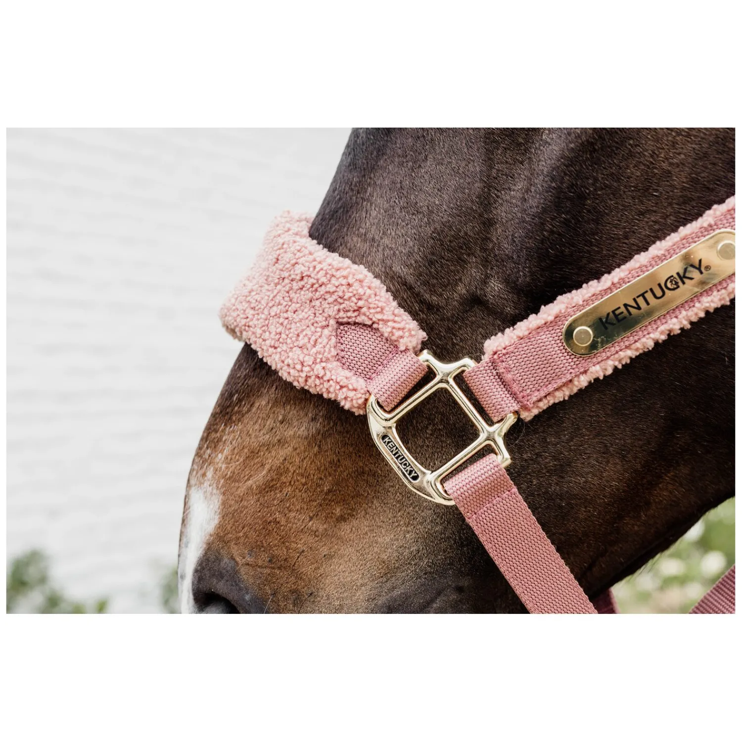KENTUCKY Halfter<Teddyfleece-Halfter