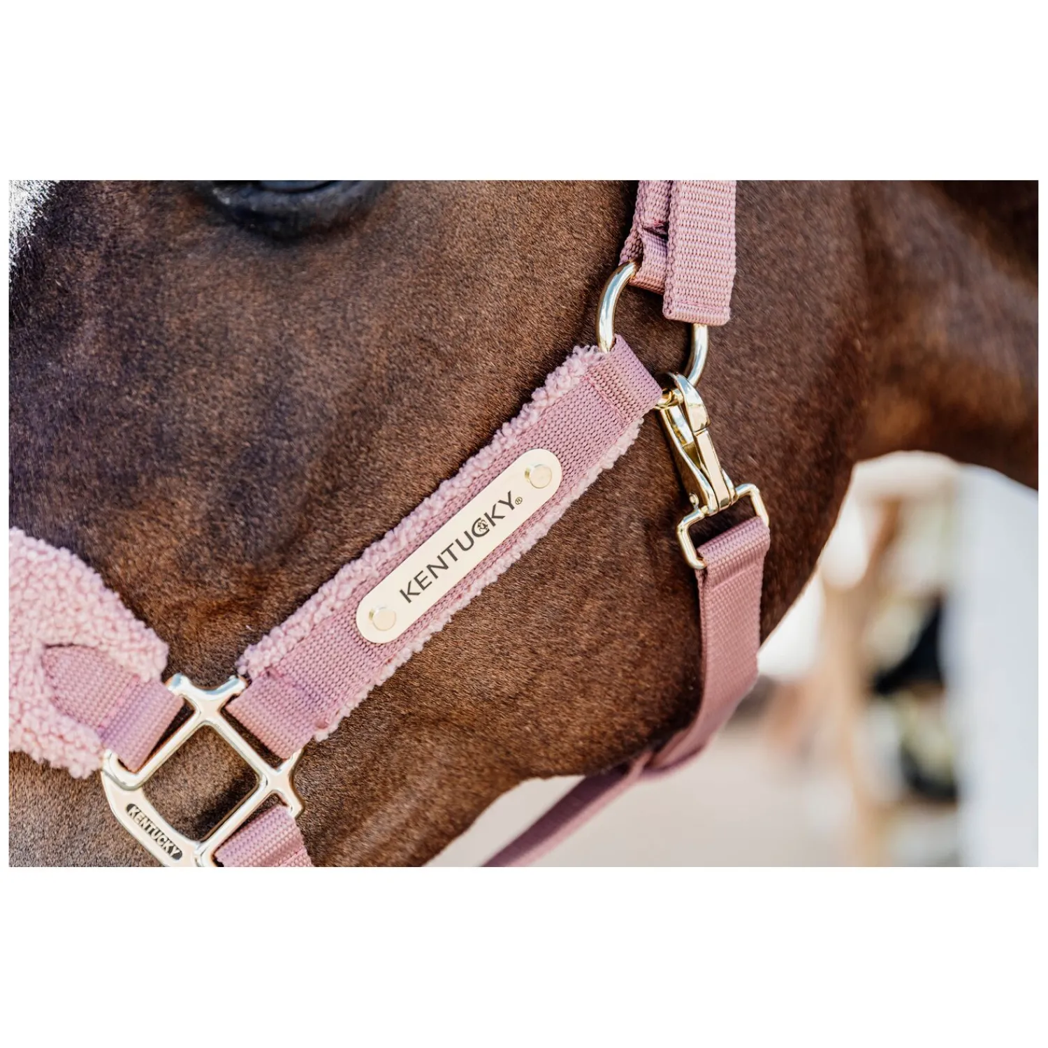KENTUCKY Halfter<Teddyfleece-Halfter