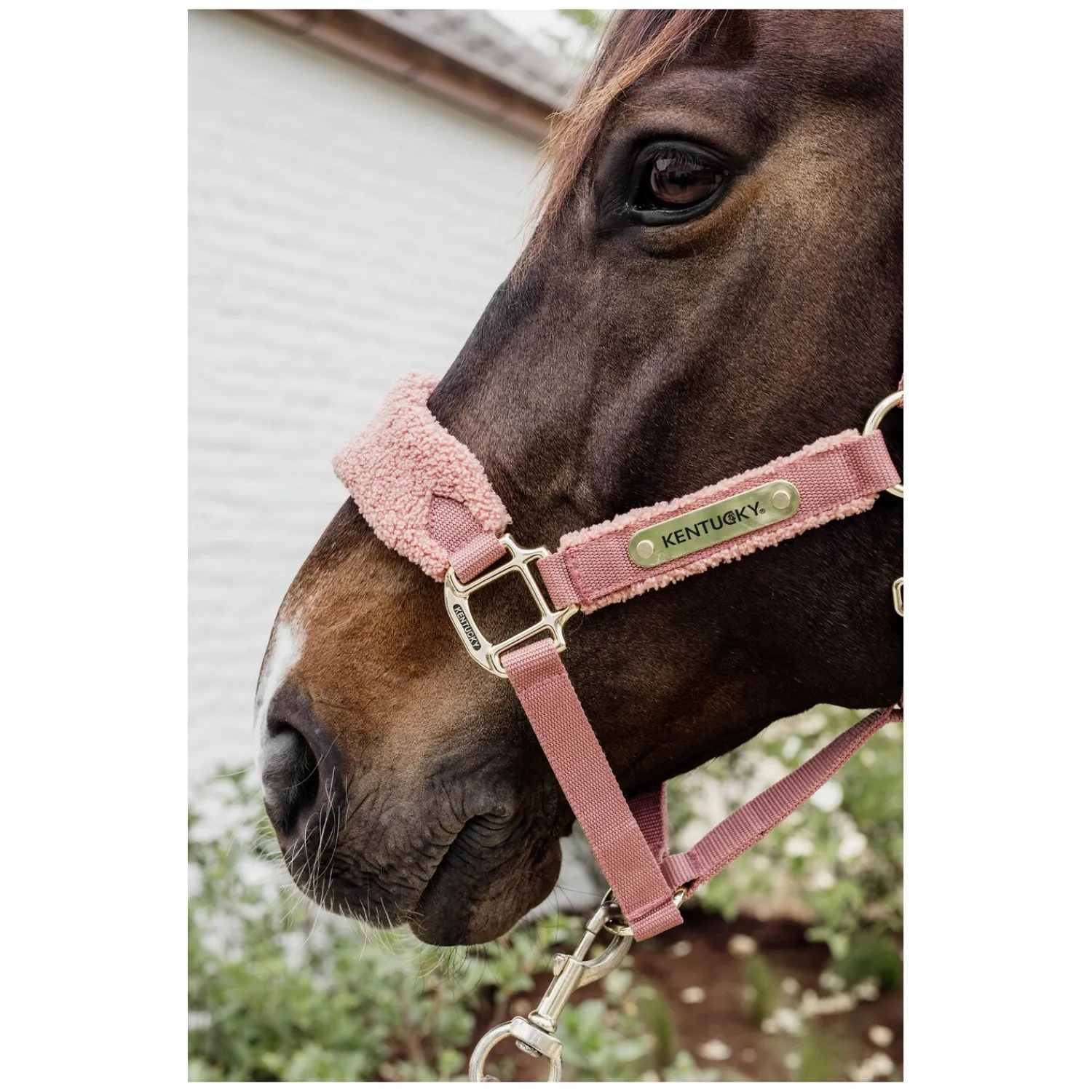 KENTUCKY Halfter<Teddyfleece-Halfter