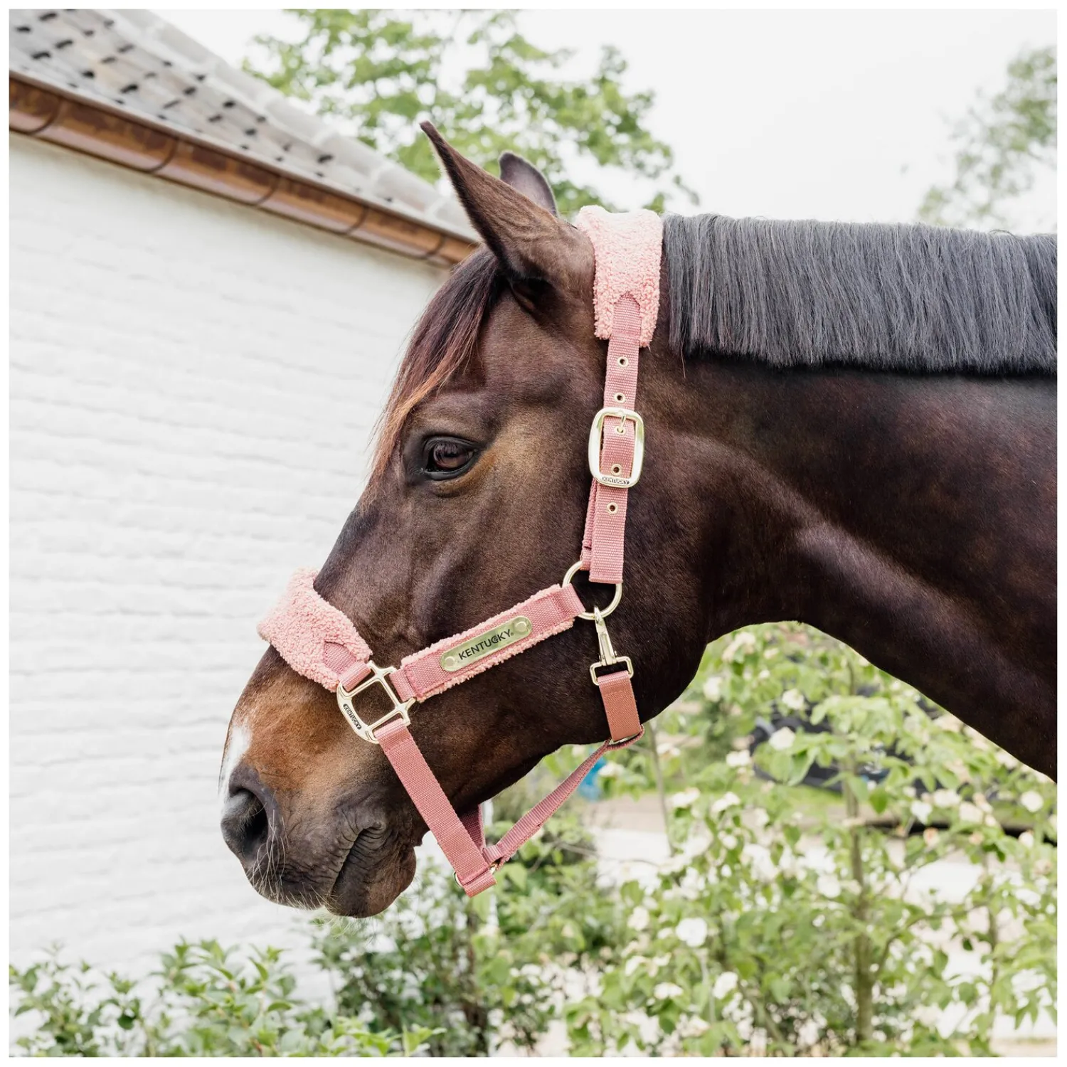 KENTUCKY Halfter<Teddyfleece-Halfter