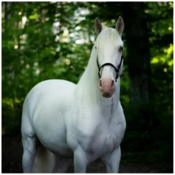 Loesdau Pferdepflege|Pflegeprodukte<KERALIT Schimmelschwarz Tiershampoo