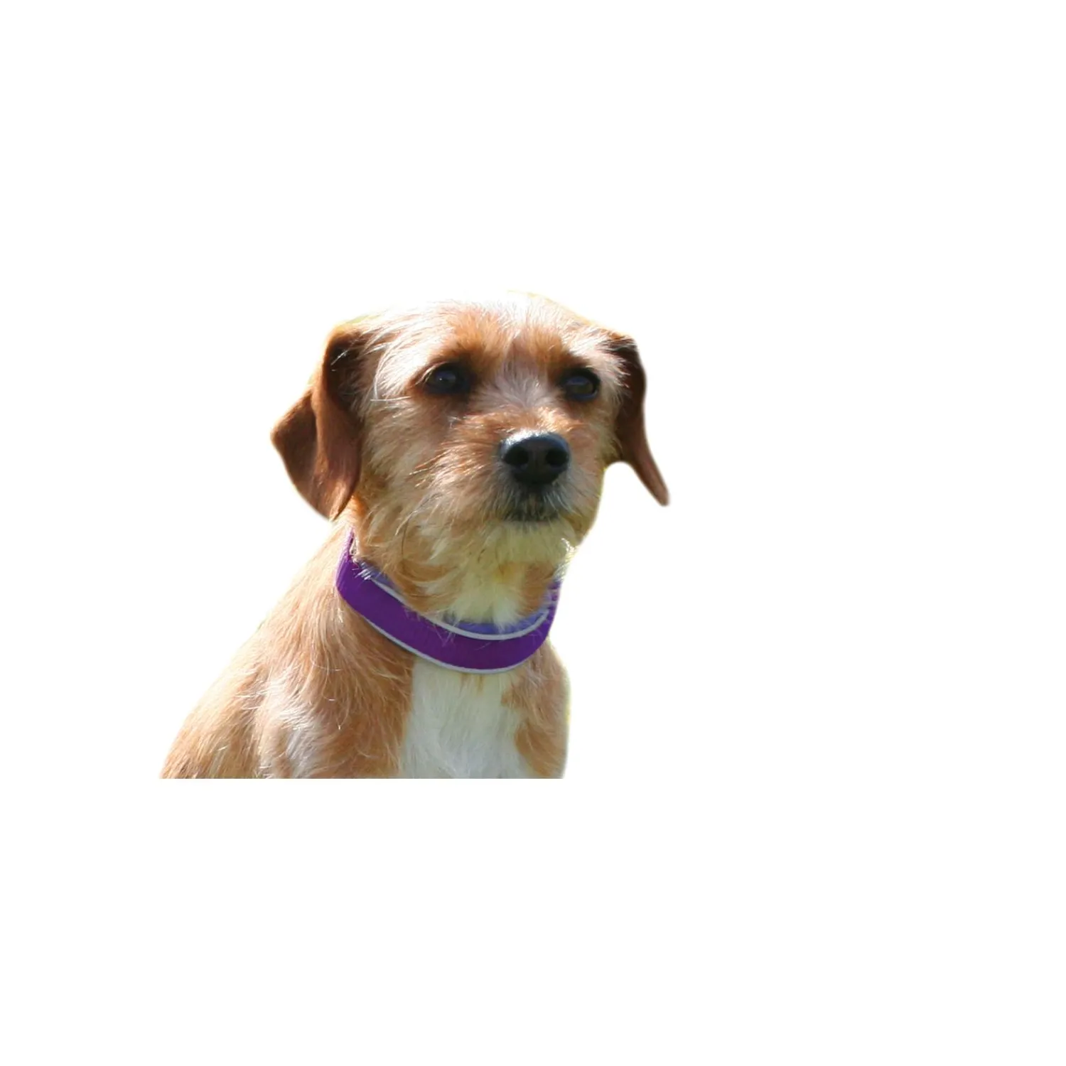 Loesdau Hundehalsbänder<Hundehalsband Soft
