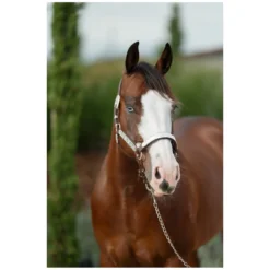 Loesdau Halfter<Passion 4Q Showhalfter mit Polsterung