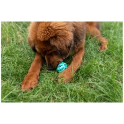 Loesdau Hundespielzeug<pawberry Dental-Ball