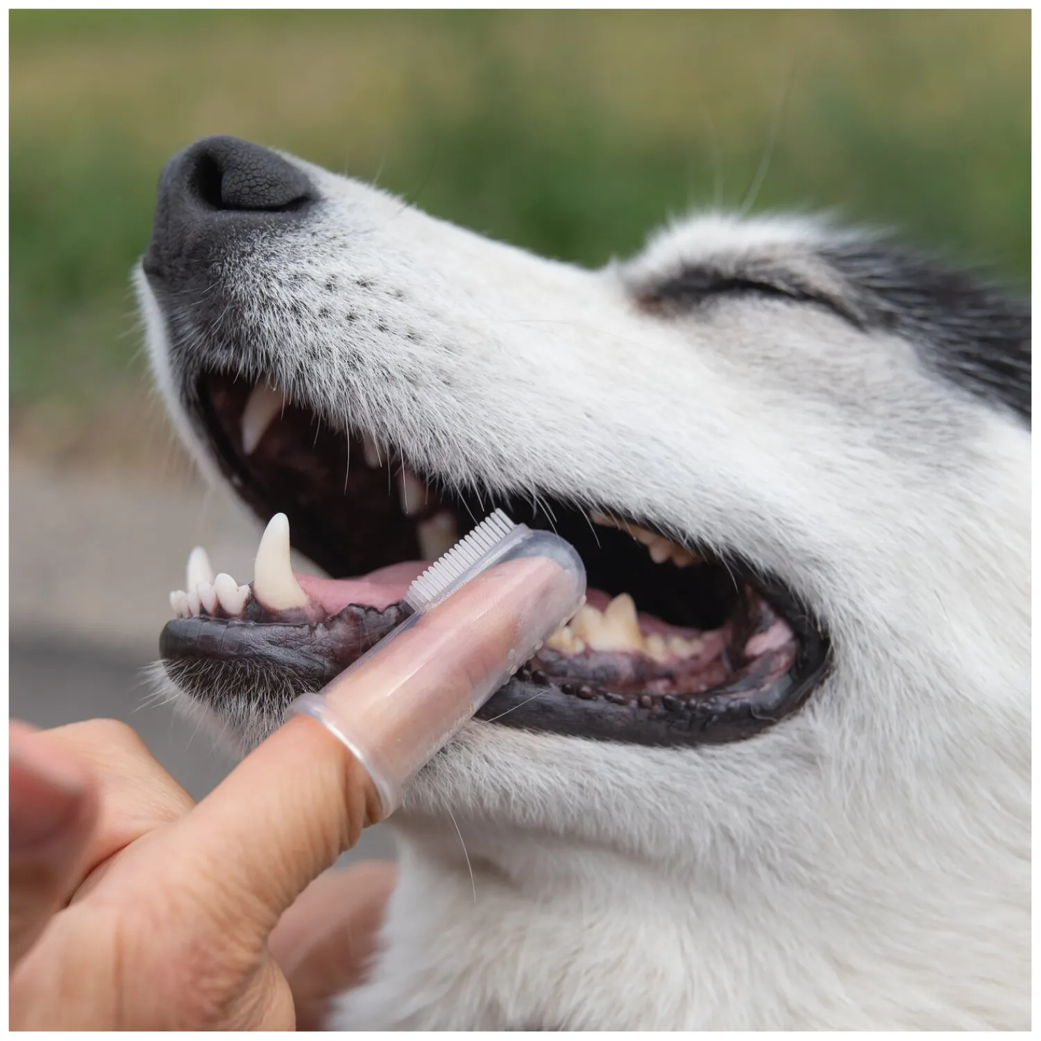 Loesdau Pflegeprodukte|Hundebürsten<pawberry Fingerzahnbürste