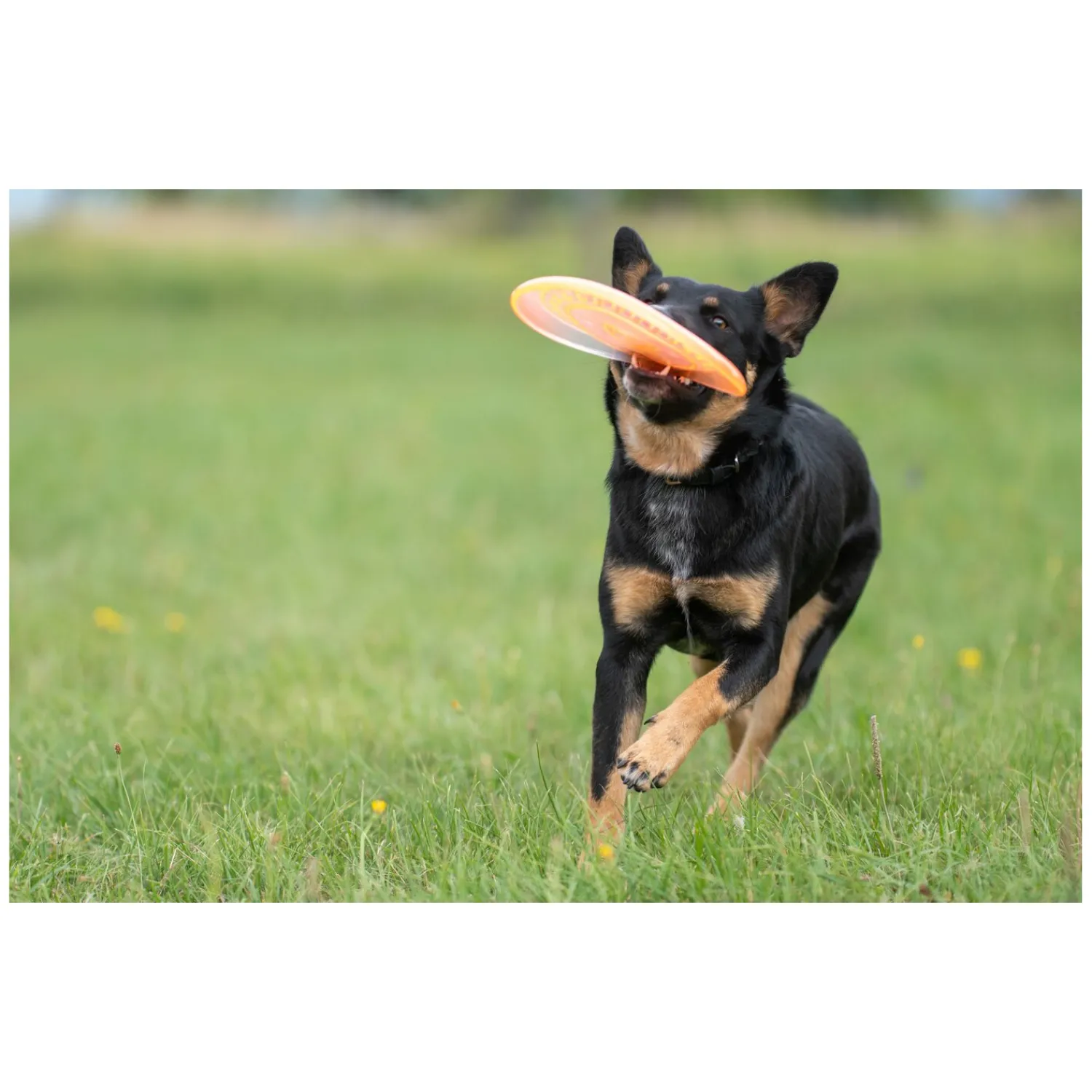 Loesdau Hundespielzeug<pawberry Frisbee Bissstark