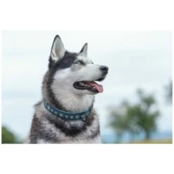 Loesdau Hundehalsbänder<pawberry Hundehalsband Belfast