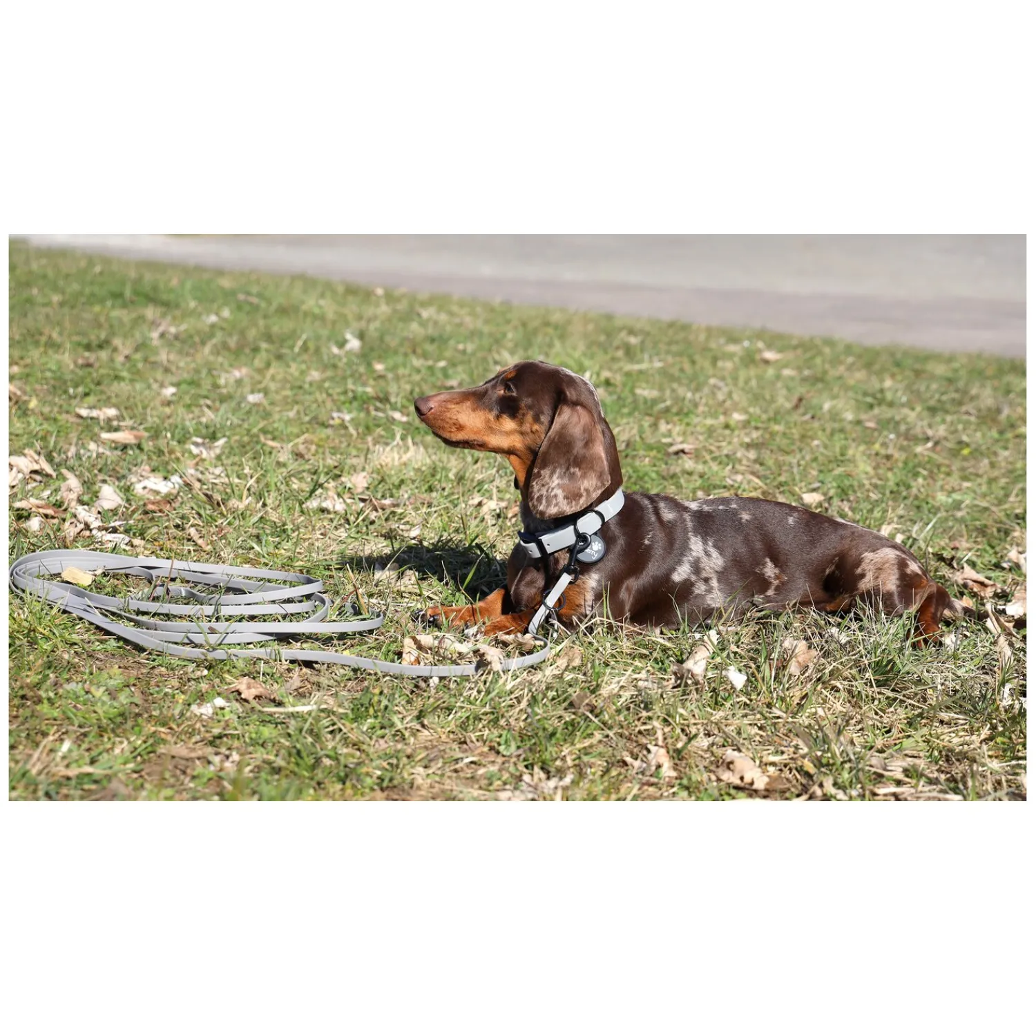 pawberry Hundehalsbänder<Hundehaband Doncater