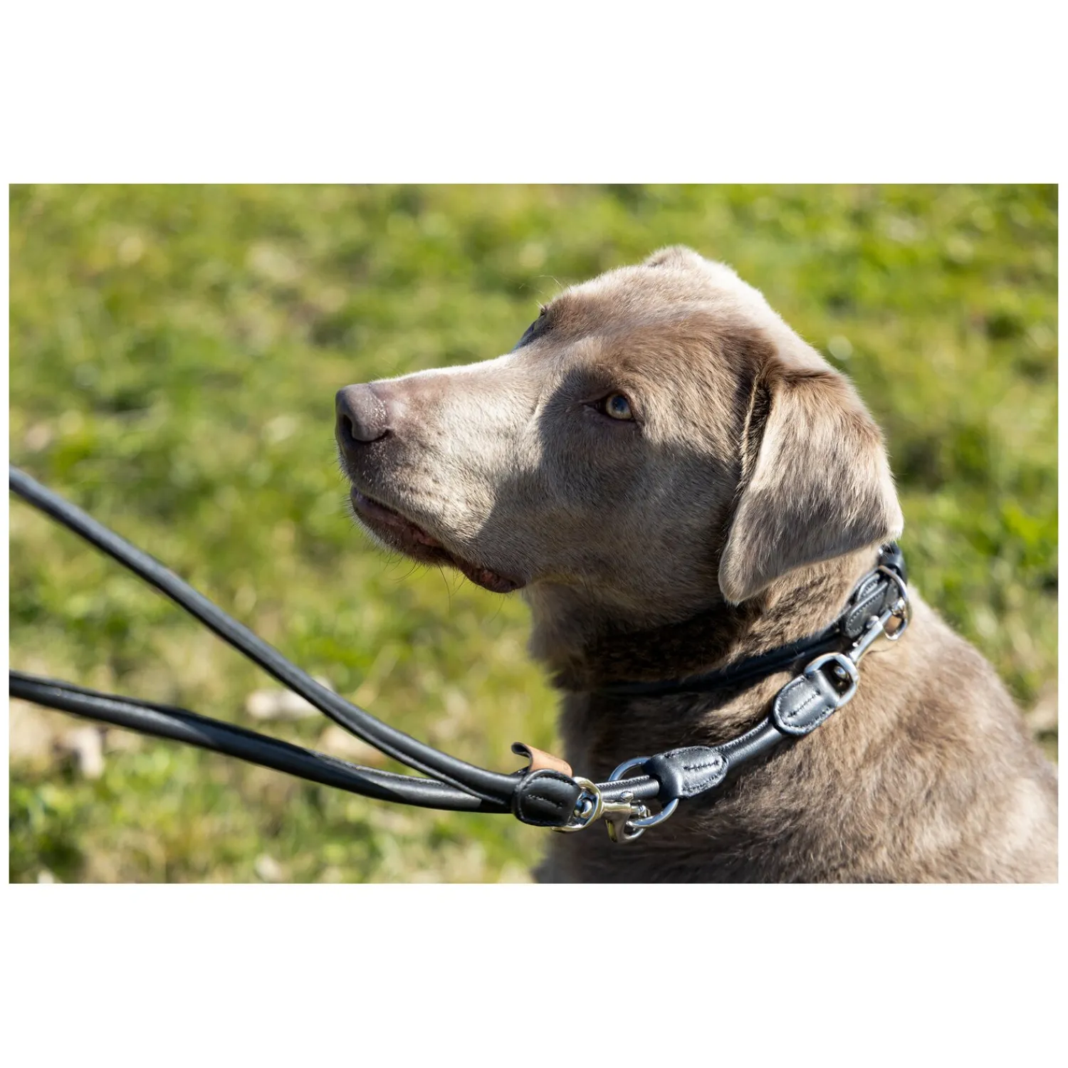 pawberry Hundehalsbänder<Hundehalsband Lyon