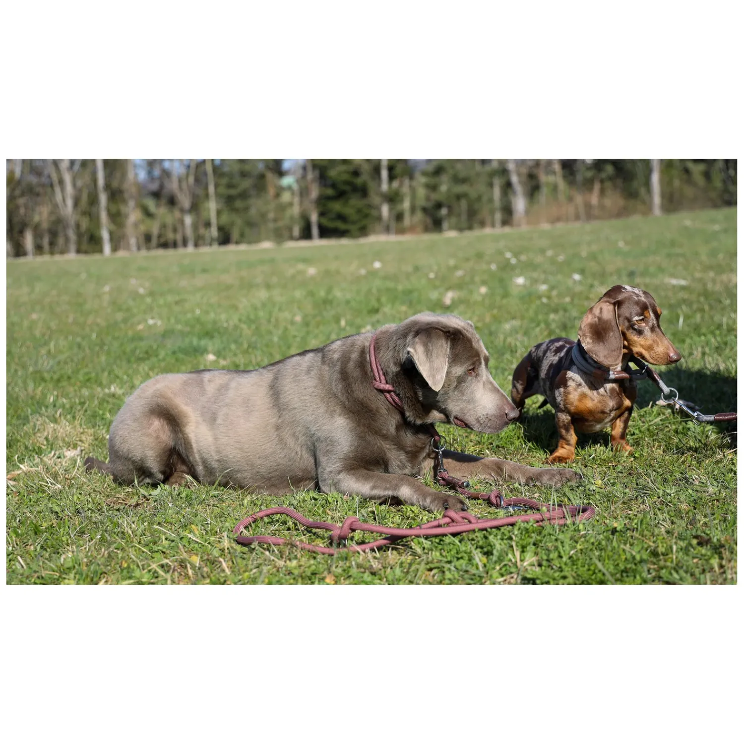 pawberry Hundehalsbänder<Hundehalsband Oslo