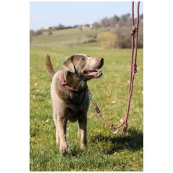 pawberry Hundehalsbänder<Hundehalsband Oslo