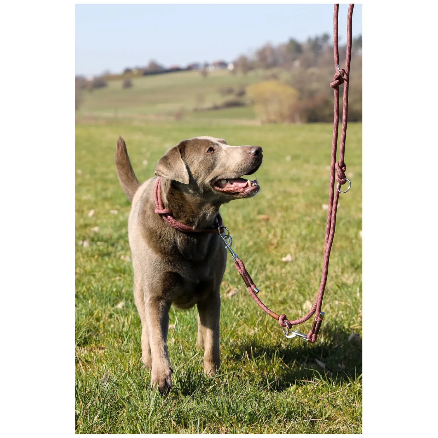 pawberry Hundehalsbänder<Hundehalsband Oslo