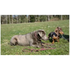 pawberry Hundehalsbänder<Hundehalsband Oslo