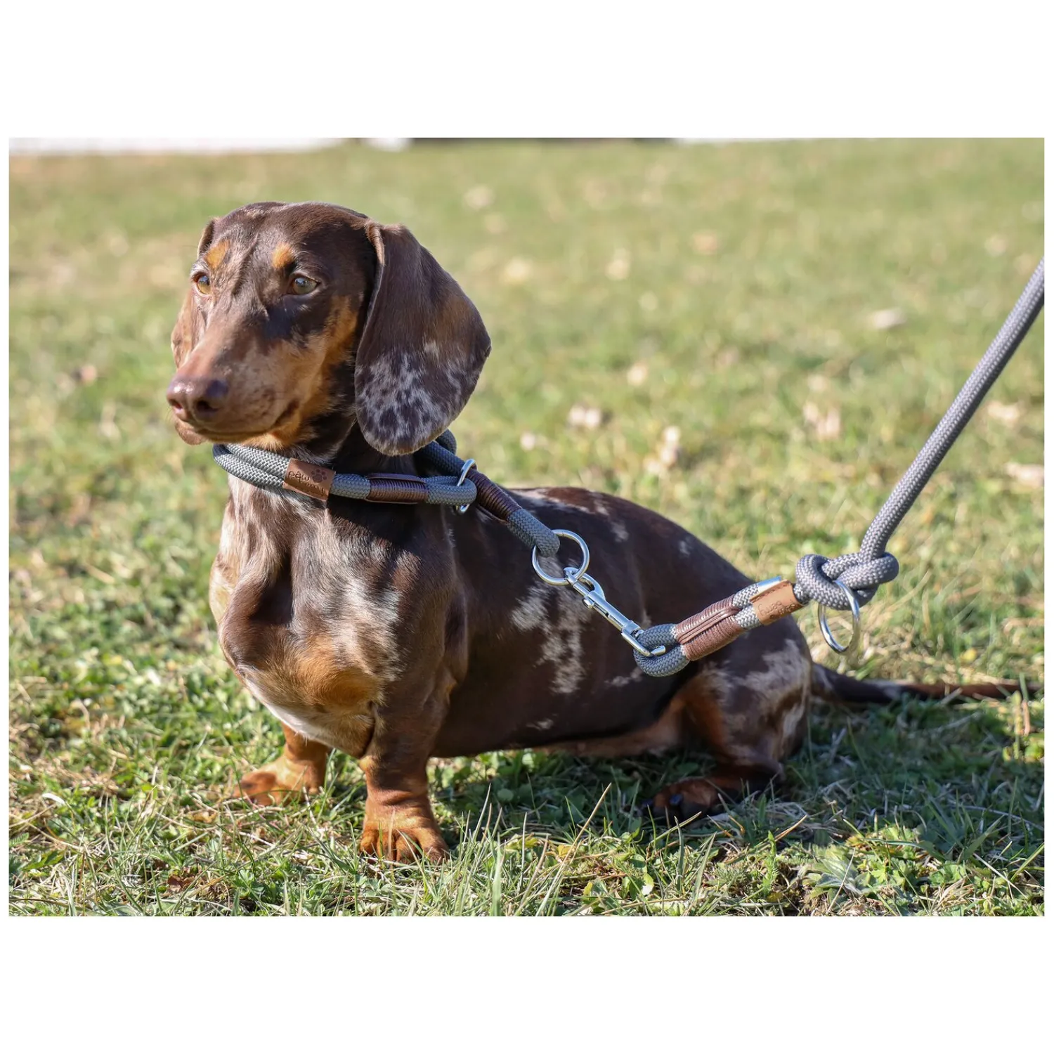 pawberry Hundehalsbänder<Hundehalsband Oslo