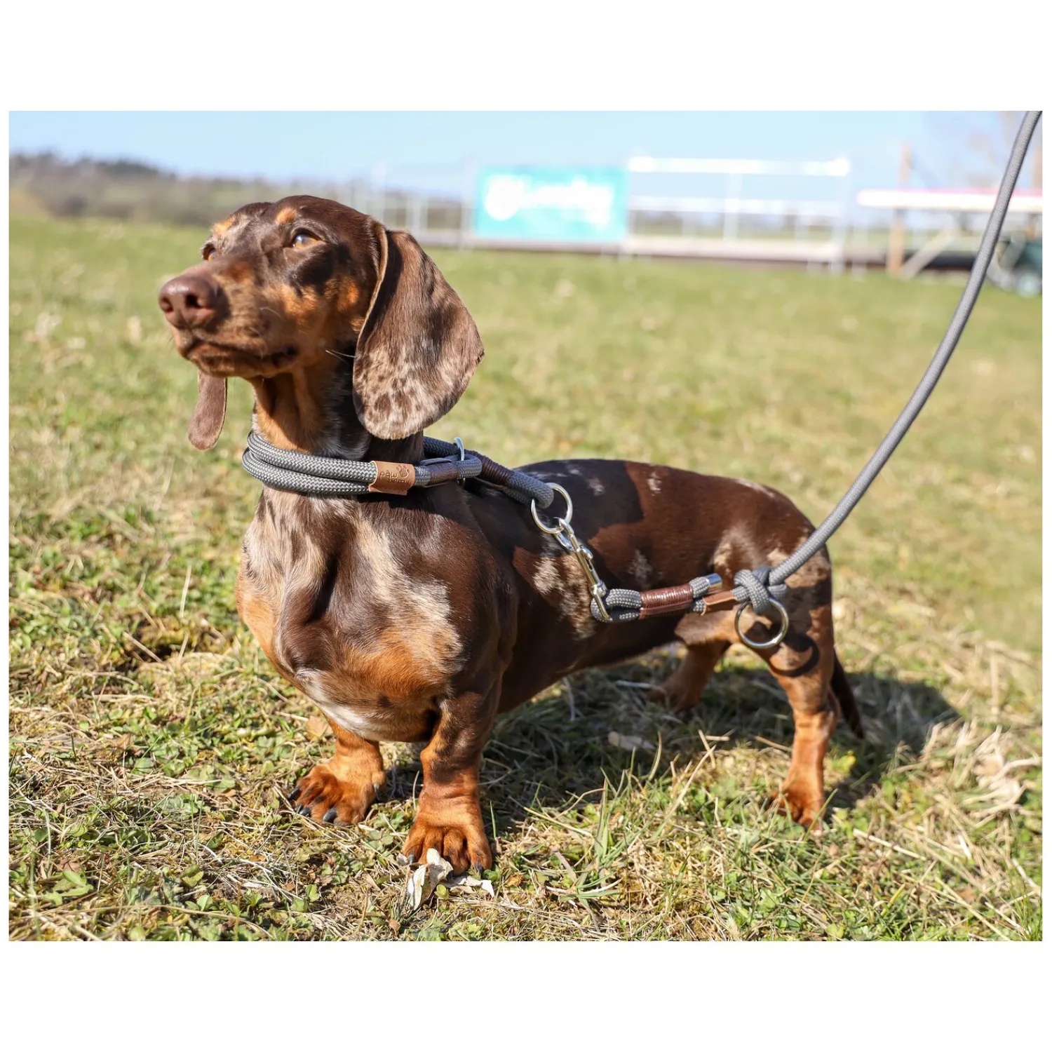 pawberry Hundehalsbänder<Hundehalsband Oslo