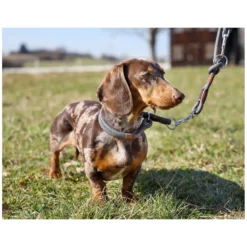 pawberry Hundehalsbänder<Hundehalsband Oslo