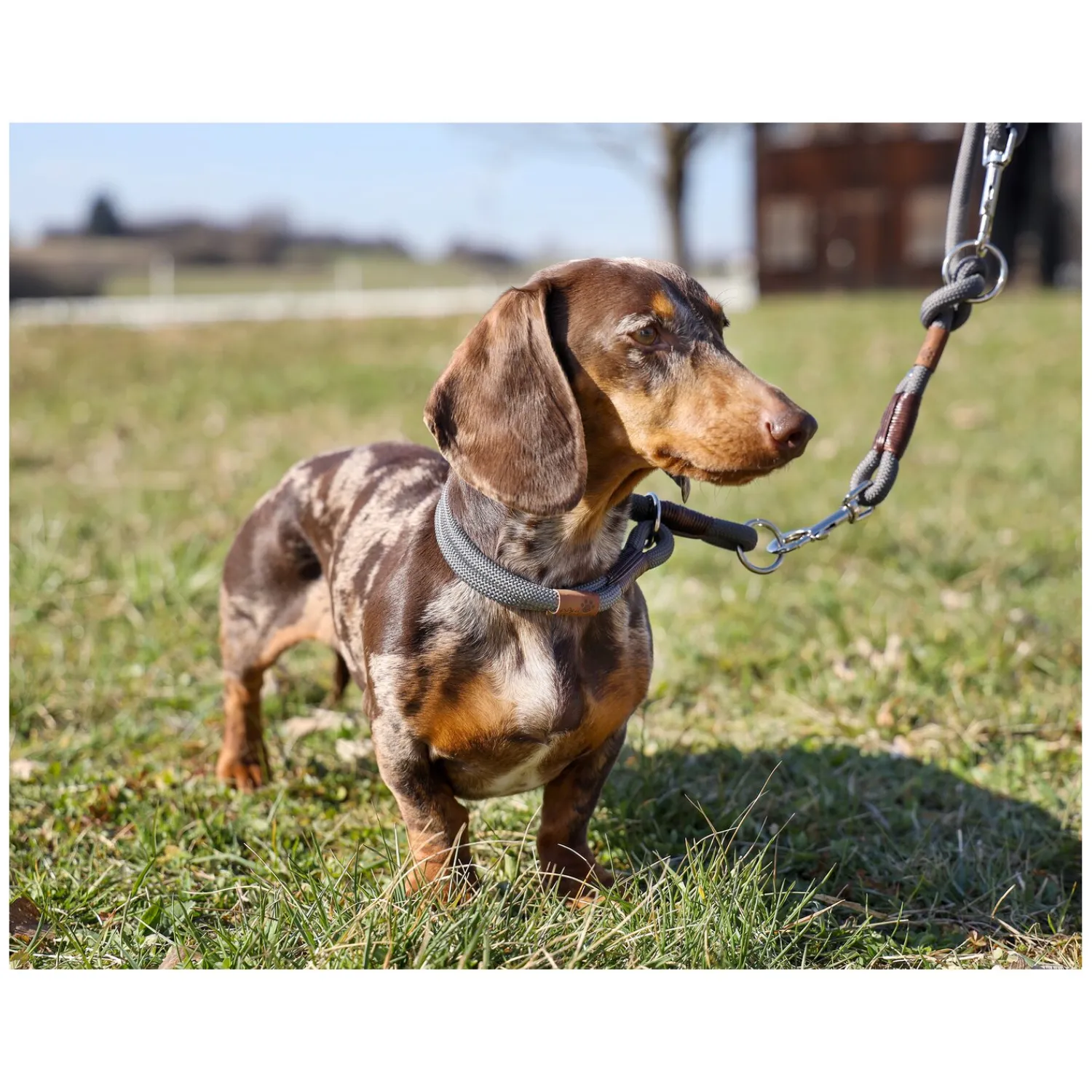 pawberry Hundehalsbänder<Hundehalsband Oslo