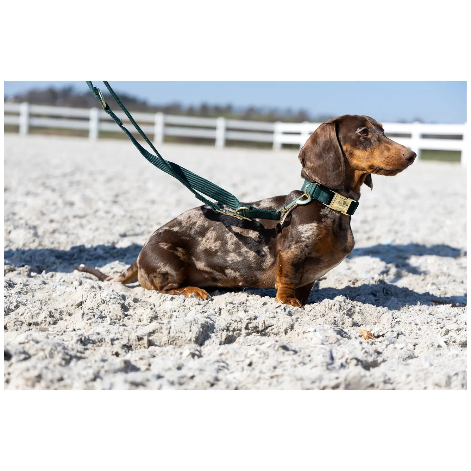 pawberry Hundehalsbänder<Hundehalsband Valencia