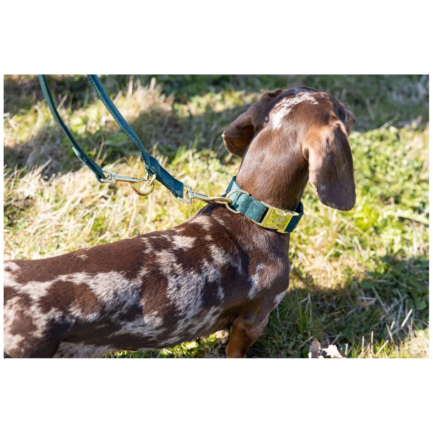 pawberry Hundehalsbänder<Hundehalsband Valencia