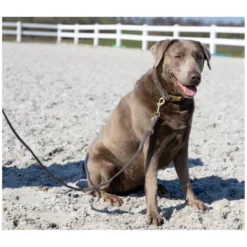 pawberry Hundehalsbänder<Hundehalsband Valencia