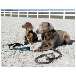 pawberry Hundehalsbänder<Hundehalsband Valencia