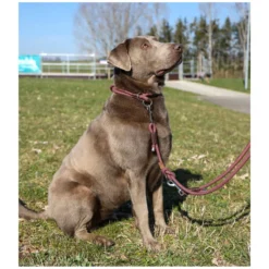 Loesdau Hundeleinen<pawberry Hundeleine Oslo