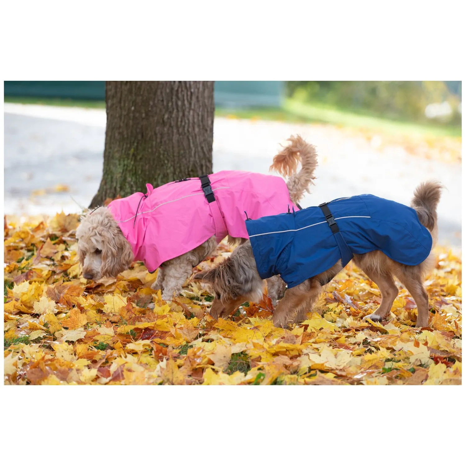 pawberry Hundemäntel<Hundemantel Rainstormer