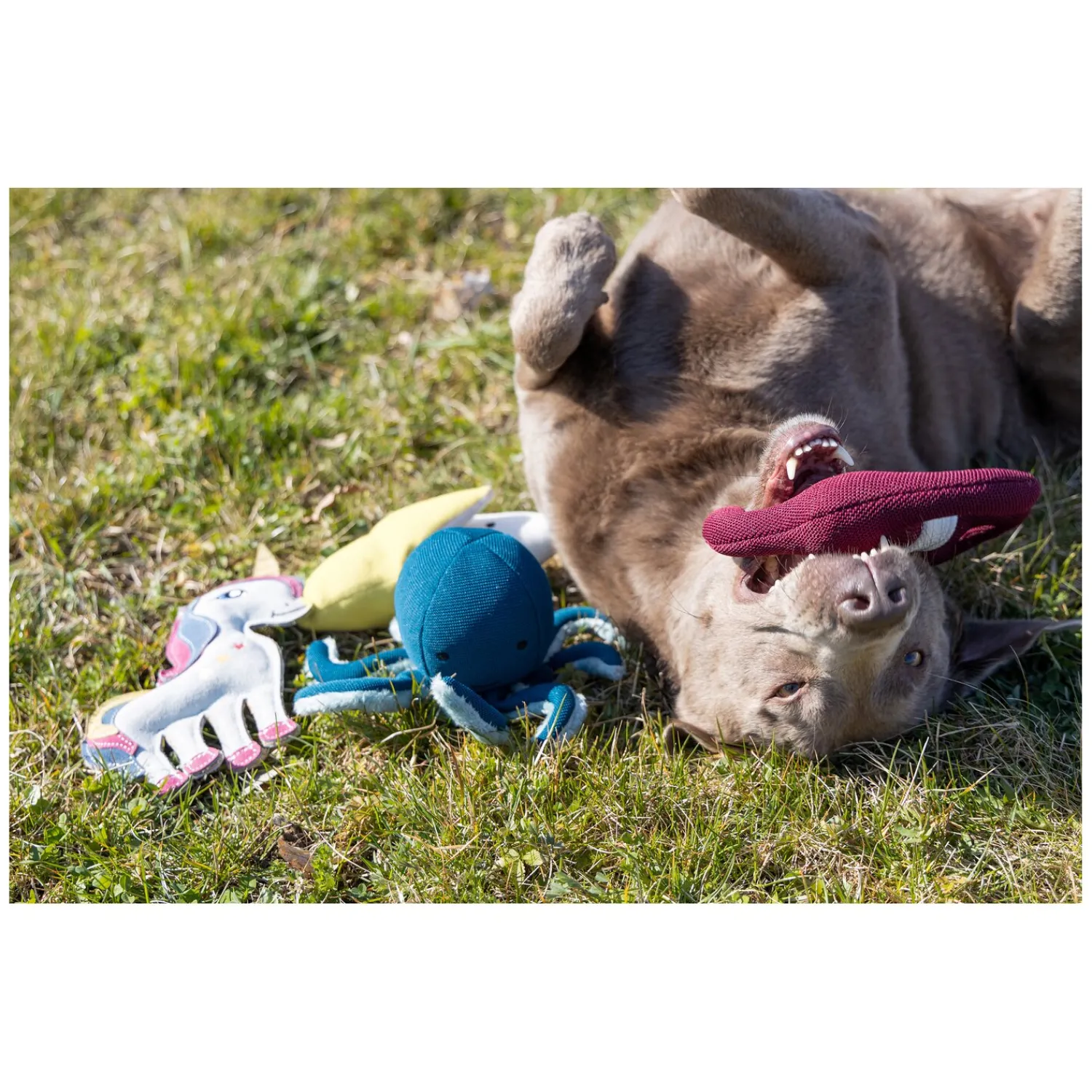 Loesdau Hundespielzeug<pawberry Hundespielzeug Banane