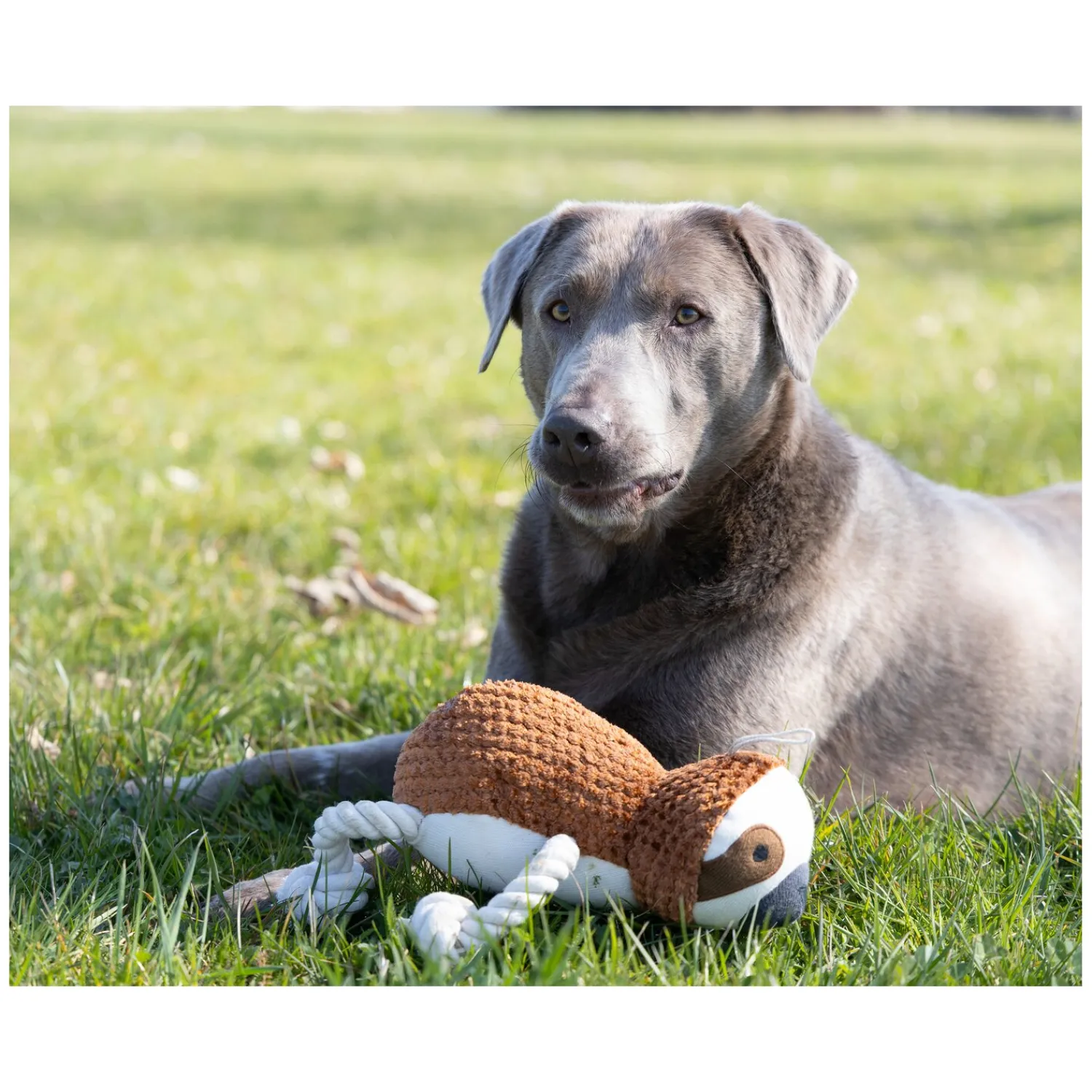 Loesdau Hundespielzeug<pawberry Hundespielzeug Faultier