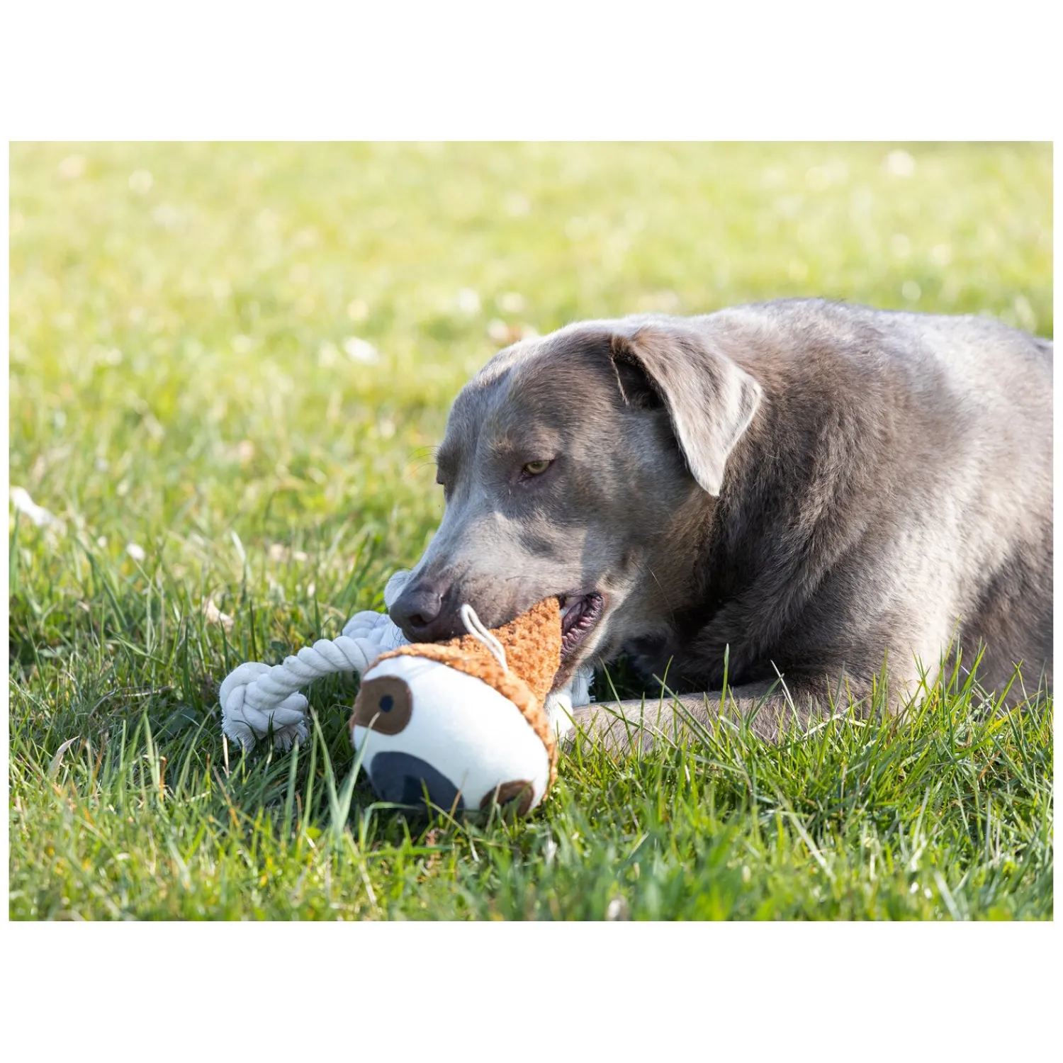 Loesdau Hundespielzeug<pawberry Hundespielzeug Faultier