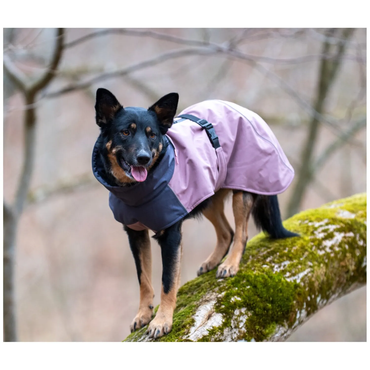 pawberry Hundemäntel<Hunde-Wintermantel Tallinn