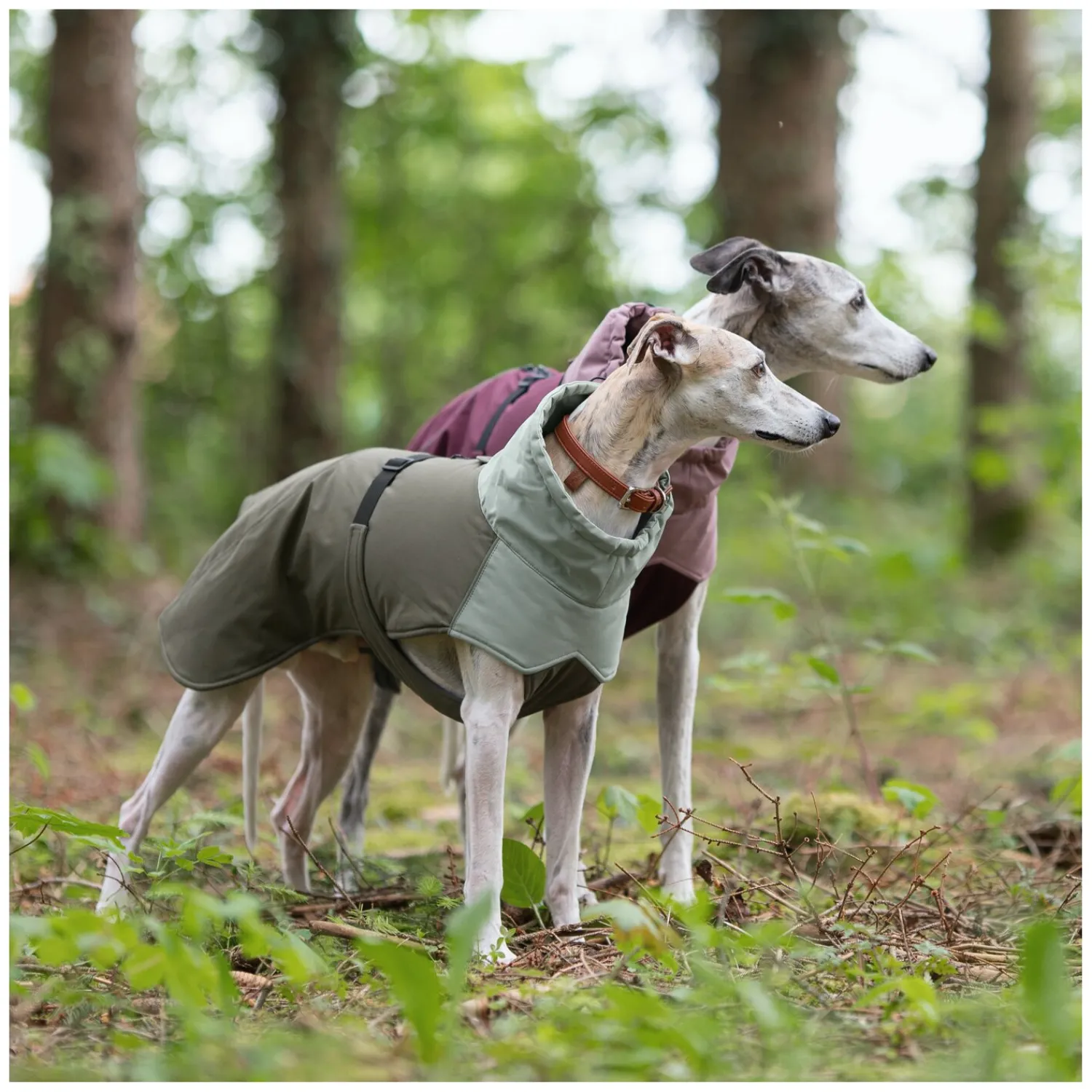 pawberry Hundemäntel<Hunde-Wintermantel Random