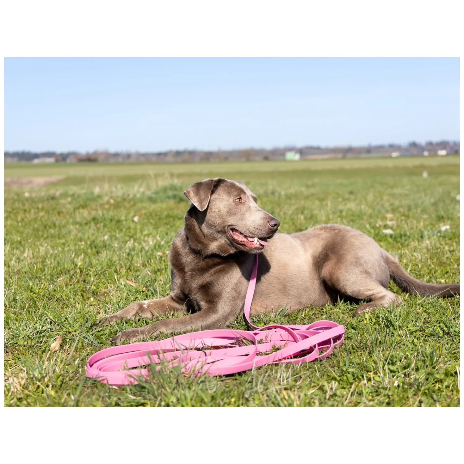 pawberry Hundeleinen<Schleppleine Doncaster