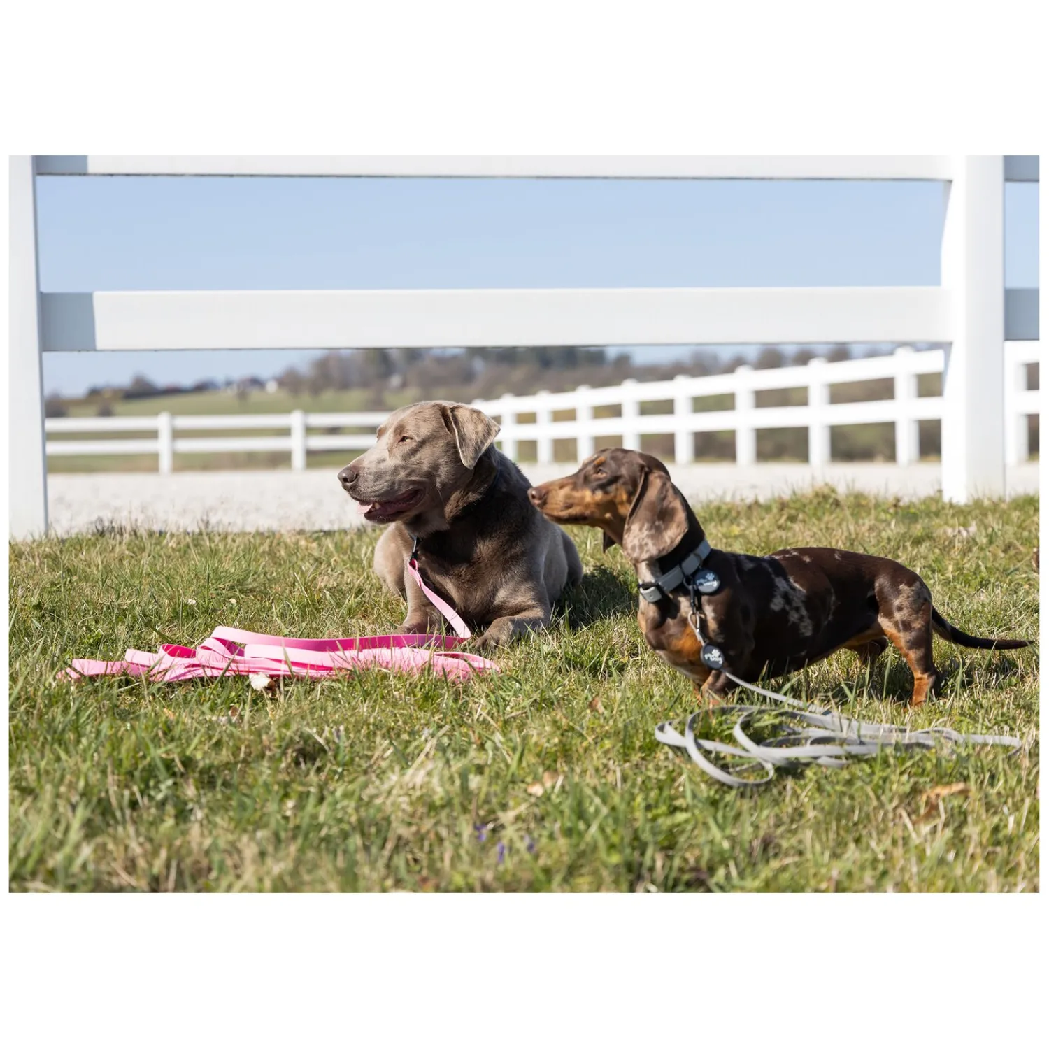 pawberry Hundeleinen<Schleppleine Doncaster
