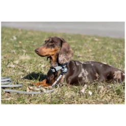 pawberry Hundeleinen<Schleppleine Doncaster