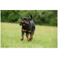 Loesdau Hundespielzeug<pawberry Trainingsdummy Gent