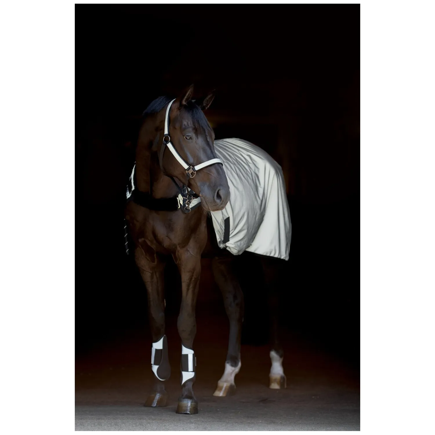 PROTECT by Horse-Friends Pferdedecken<Bewegungsdecke