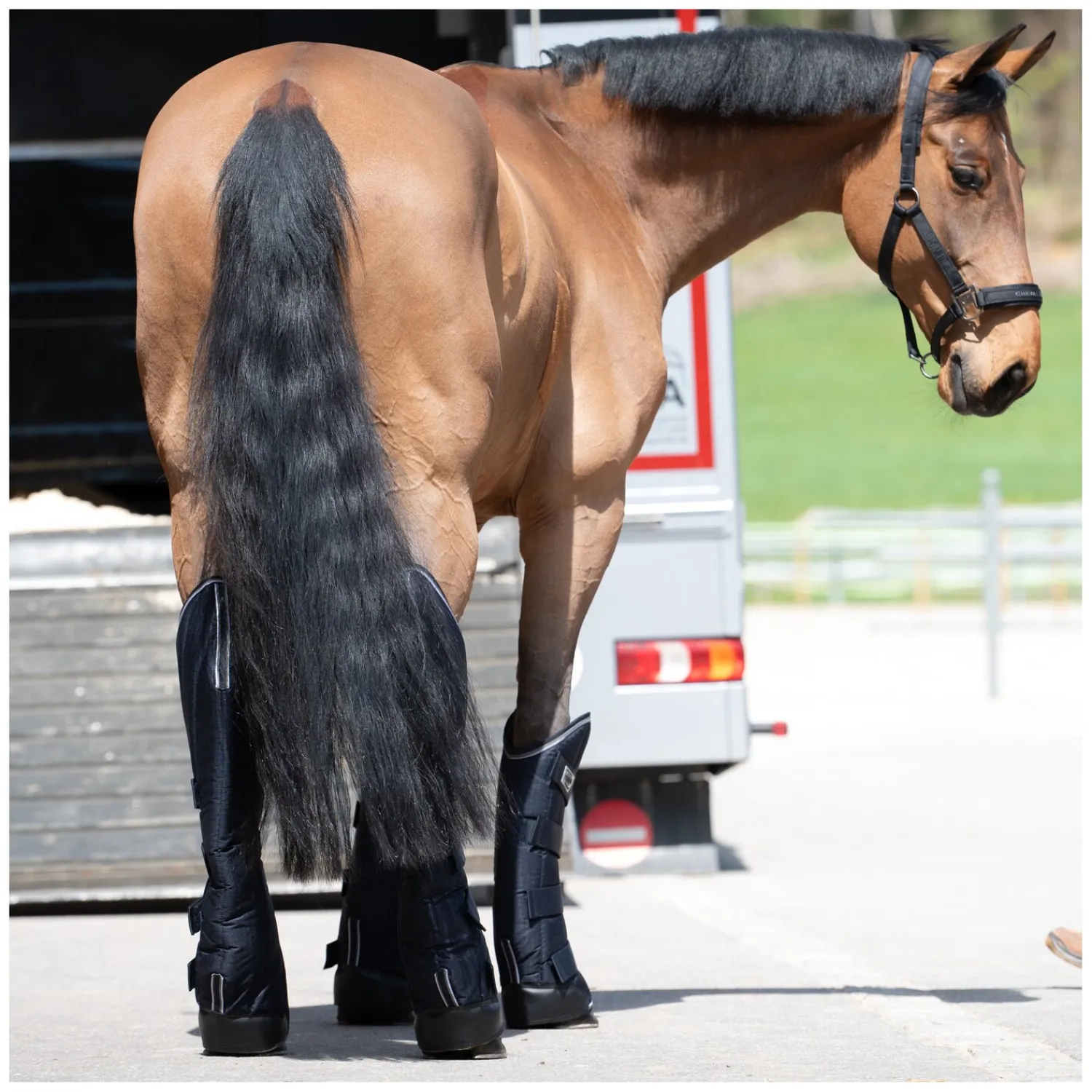 PROTECT by Horse-Friends Transportgamaschen|Gamaschen<Transportgamaschen Premium