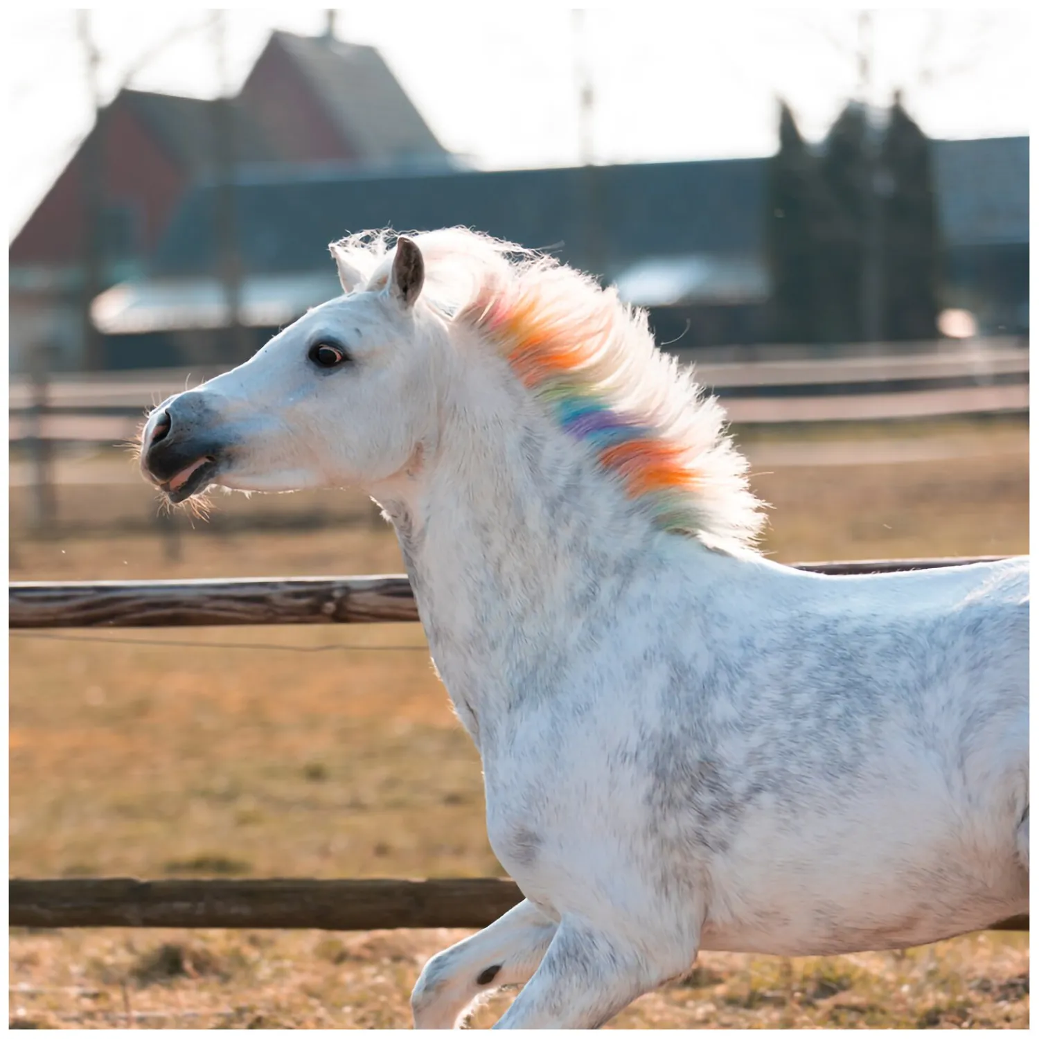 Loesdau Geschenke Für Reiter|Pferdeputzzeug<Regenbogenfarbige Kreide Lucky Horse Unicorn