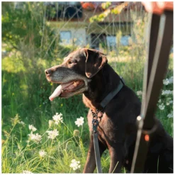 Loesdau Hundeleinen<SPRENGER Biothane Leine mit Handschlaufe