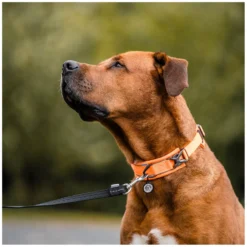 SPRENGER Hundehalsbänder<Hundehalsband gepolstert, verstellbar
