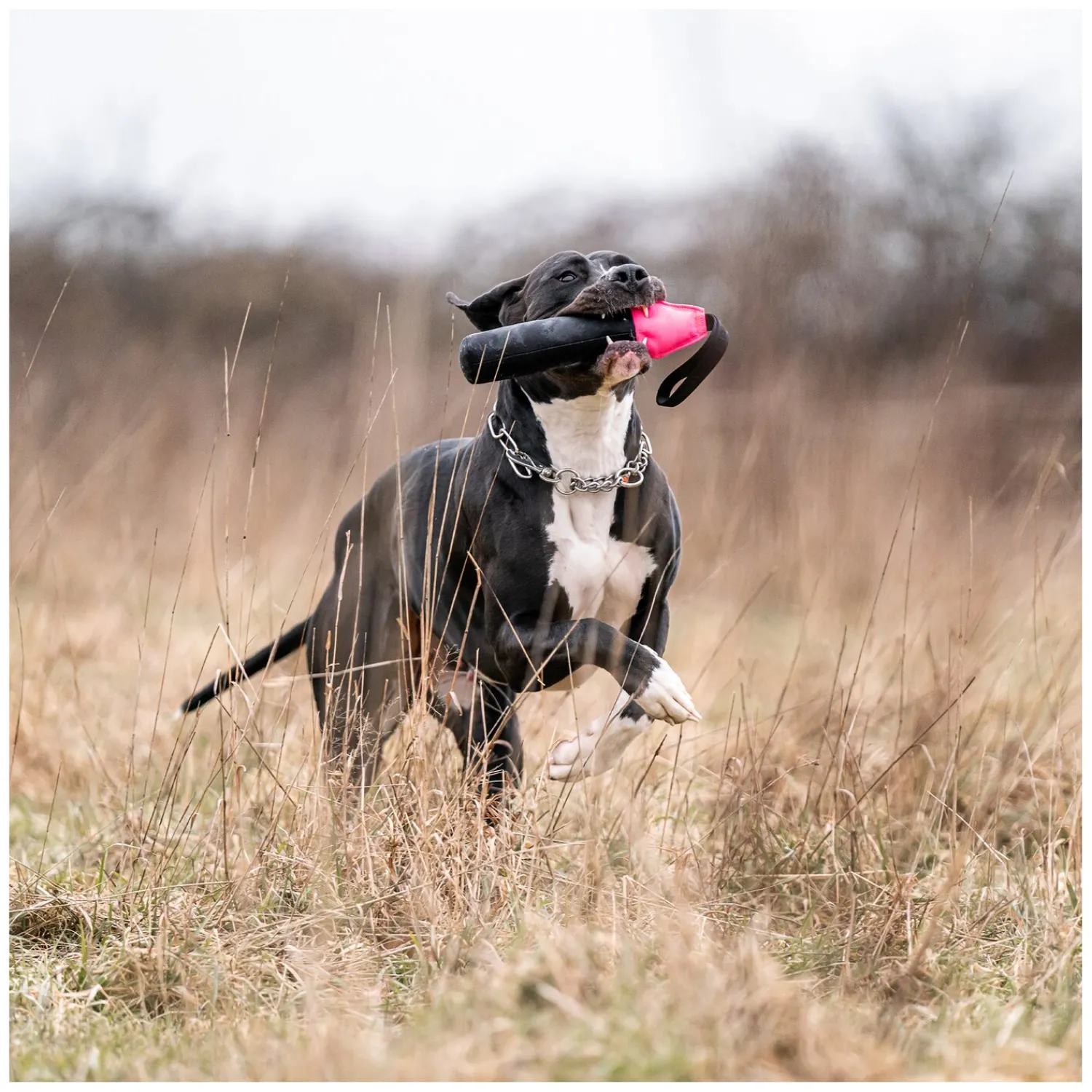 Loesdau Hundespielzeug<SPRENGER Hundespielzeug Duy