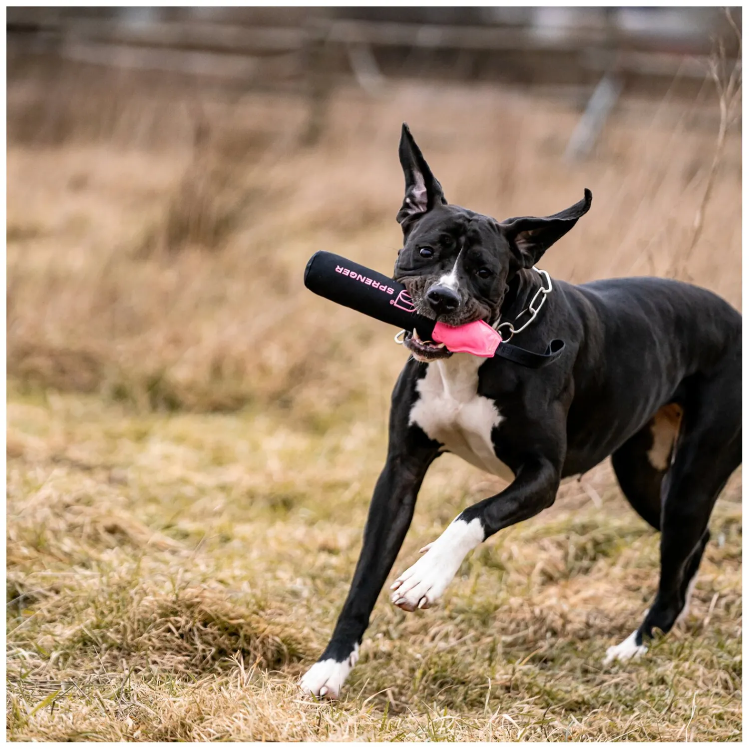 Loesdau Hundespielzeug<SPRENGER Hundespielzeug Duy