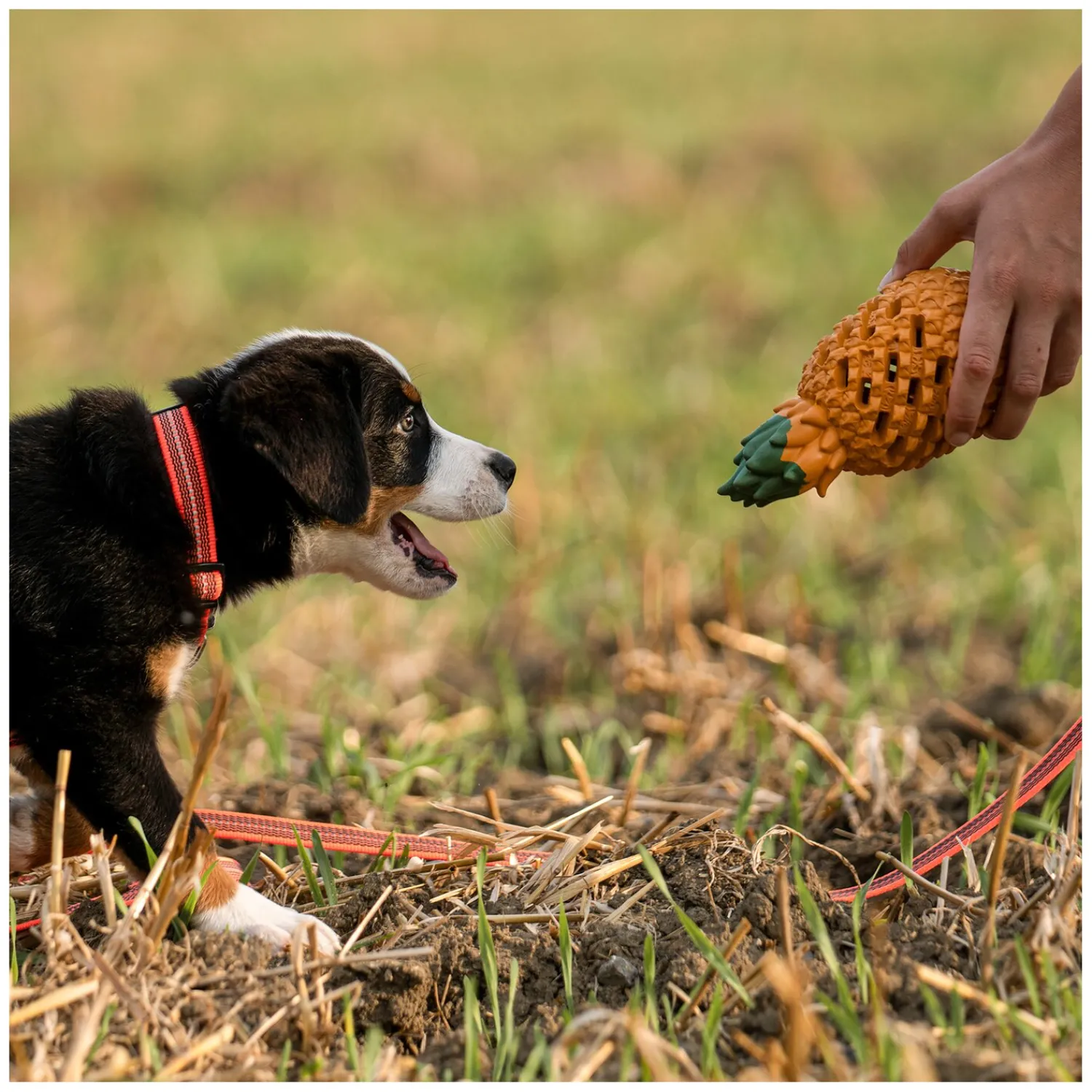 Loesdau Hundespielzeug<SPRENGER Hundespielzeug FRUIT CHALLENCE - Ananas