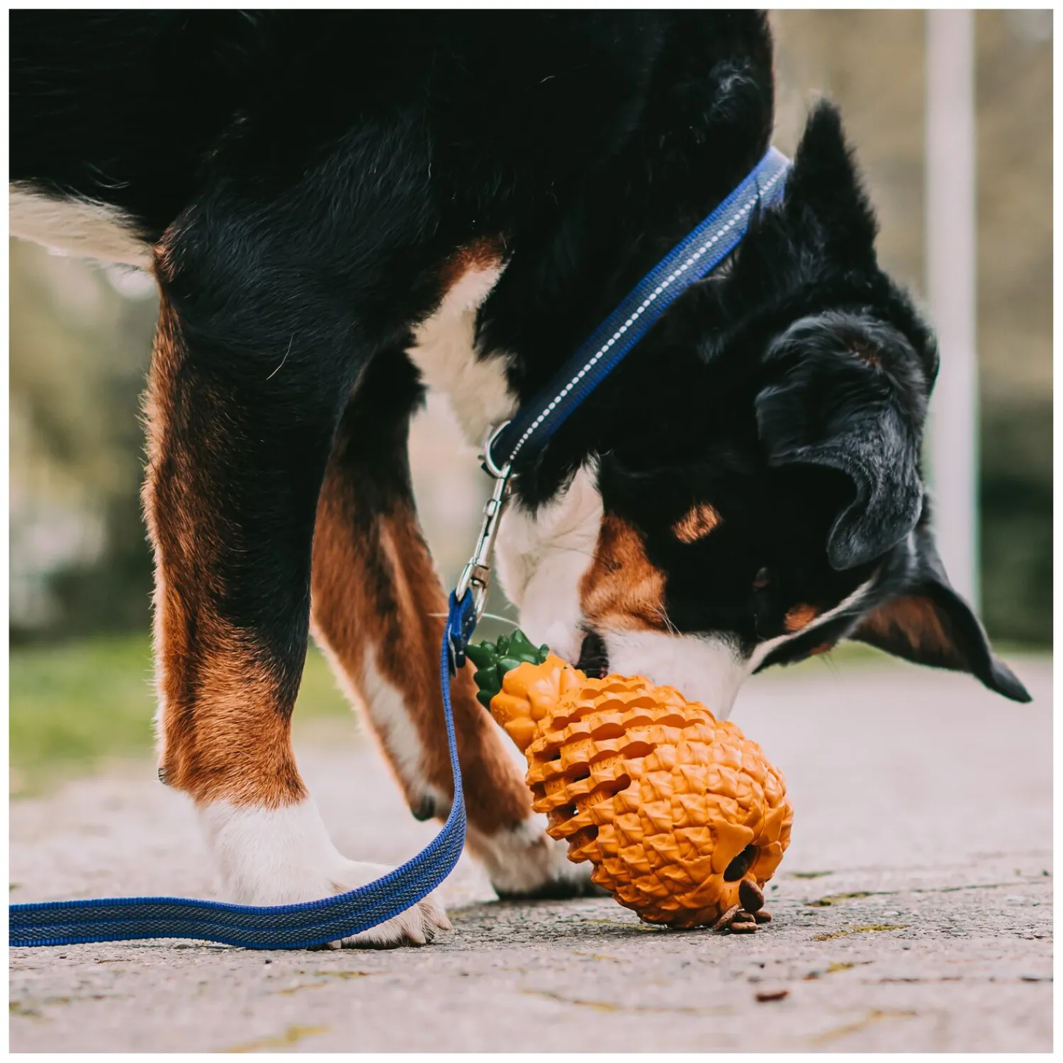 Loesdau Hundespielzeug<SPRENGER Hundespielzeug FRUIT CHALLENCE - Ananas