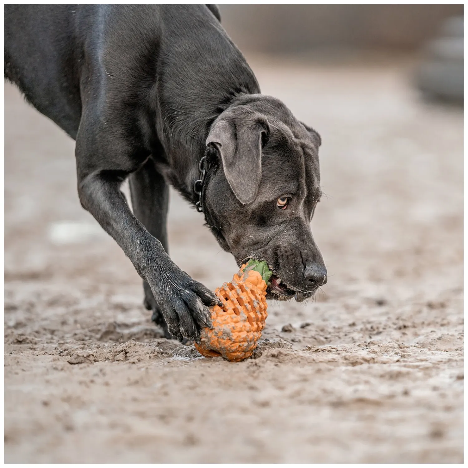 Loesdau Hundespielzeug<SPRENGER Hundespielzeug FRUIT CHALLENCE - Ananas