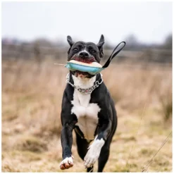 SPRENGER Hundespielzeug<Hundepielzeug Kien