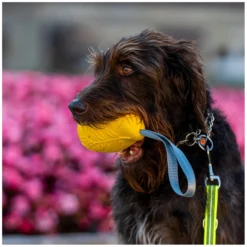 Loesdau Hundespielzeug<PRENGER Hundepiezeug ango