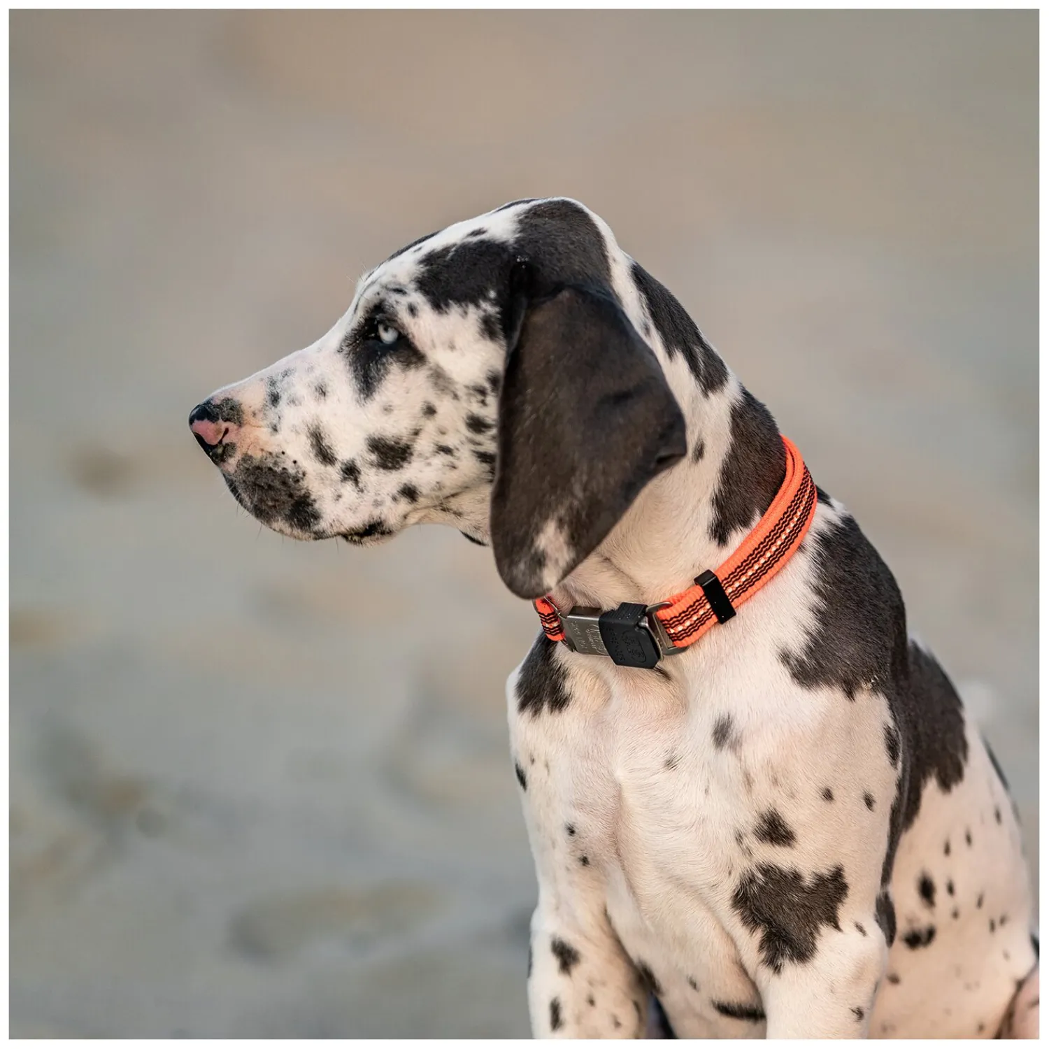 SPRENGER Hundehalsbänder<Verstellbares Hundehalsband mit ClicLock-Verschluss