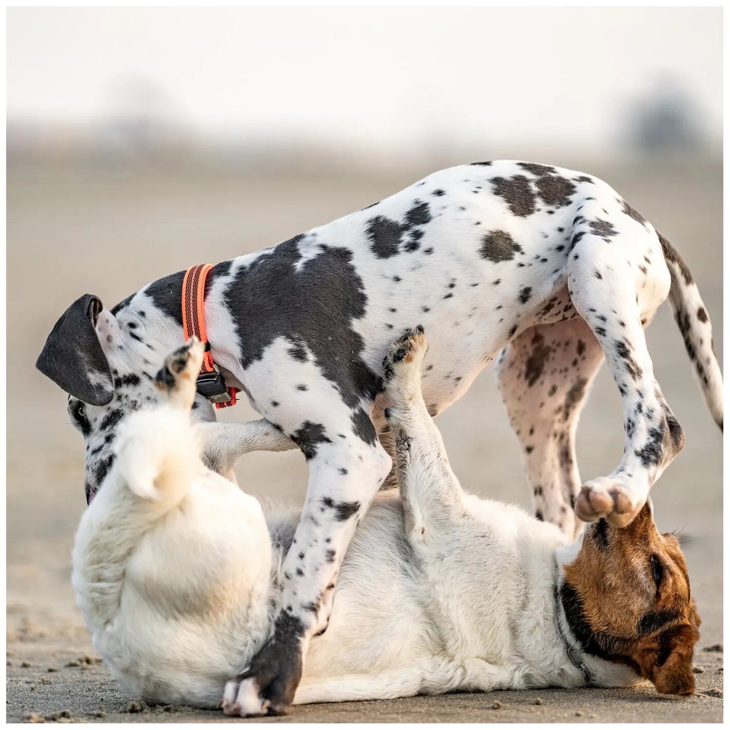 SPRENGER Hundehalsbänder<Verstellbares Hundehalsband mit ClicLock-Verschluss